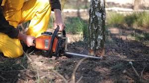 Professional Tree Removal and Landscaping Services in Riverdale Park, CA